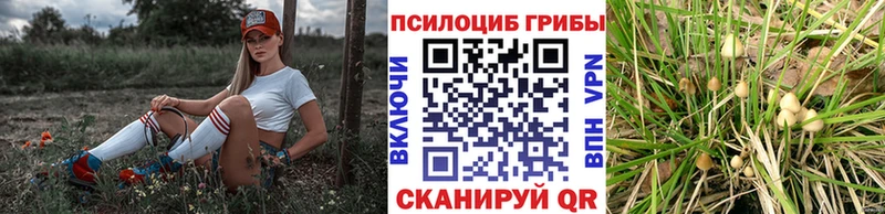 купить наркотик  Пустошка  Псилоцибиновые грибы Psilocybe 